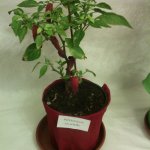 Peperoncino salapetto